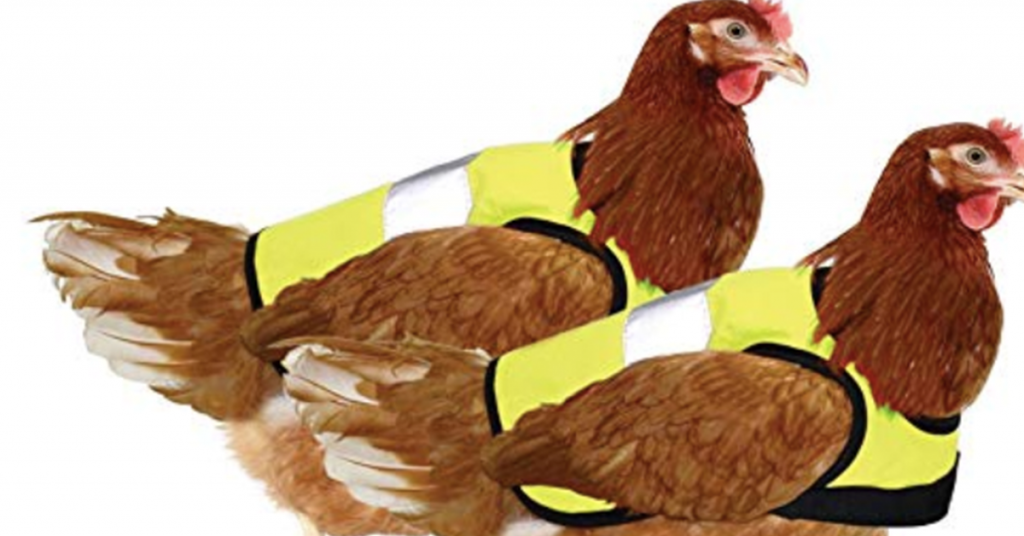 Aue: Warnwesten für Mini-Hühner