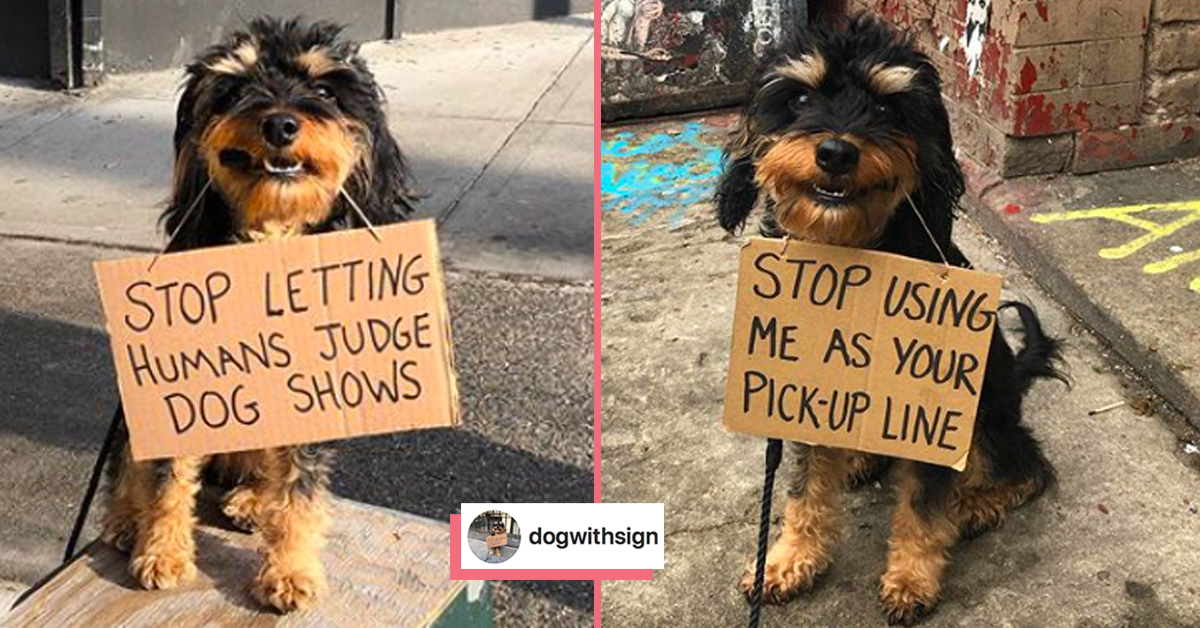 Hund mit Schild protestiert gegen Dinge, die ihm auf den Schwanz gehen