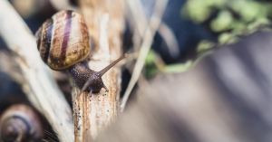 Schnecke