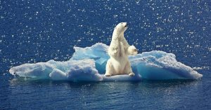 polar-bear-2199534_1280