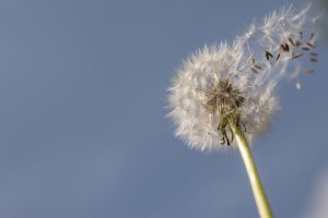 selective-focus-photography-of-dandelion-705187