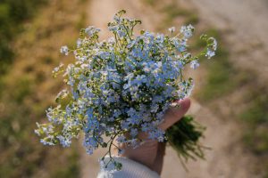 forget-me-nots-g076e93de7_1920