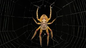 spider-gd17ec4e59_1920