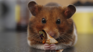 Hamster_Post