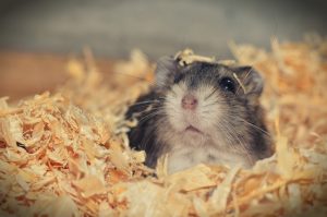 Hintergrund Hamster