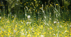 beitrag-pollen