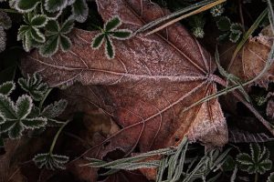 leaves-4702127_1920