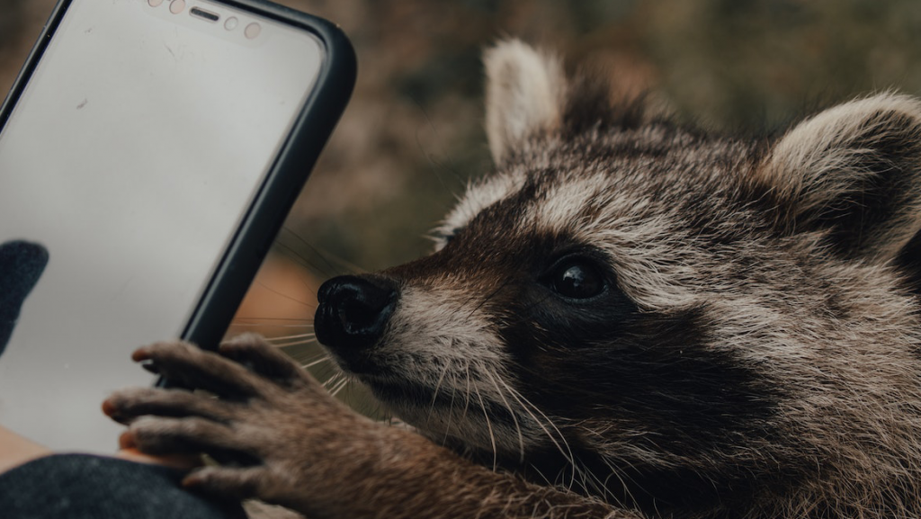 Wenn die geliebten Haustiere aus Versehen auf den Auslöseknopf der Handykamera kommen und sich dabei selbst ablichten, entstehen die lustigsten und knuffigsten Fotos.