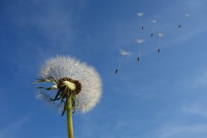 dandelion-g27a388f16_1920