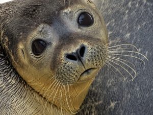 seal-g16dd3940f_1920