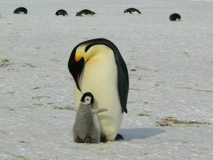 penguins-429134_1920