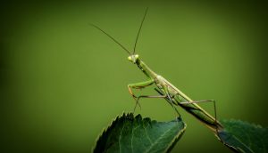 praying-mantis