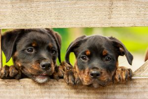 rottweiler-gd4556d444_1920