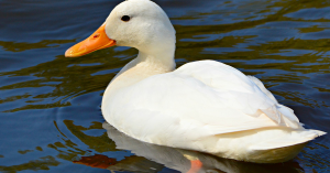 header_ducksgehackt