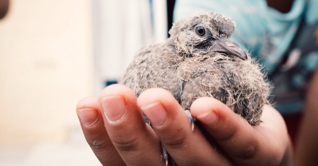 Dierenbescherming vogel