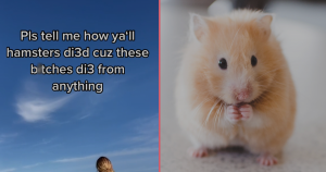 header hamster