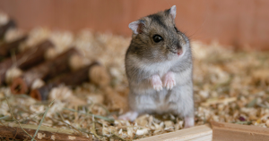 achtergrond hamster