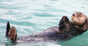 otterheader2