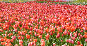 header floriade zonder tekst