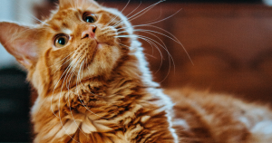 header katten zonder tekst