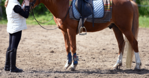 header paard zonder