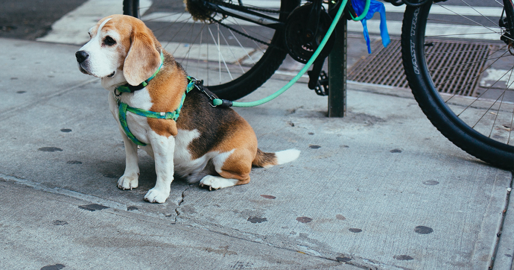 hond winkel