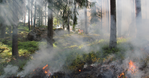 afbeelding natuur