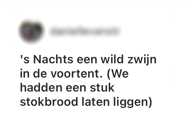 Tja, als je in de natuur gaat kamperen, moet je hier niet raar van opkijken. "'s nachts een wild zwijn in de voortent. (we hadden een stuk stokbrood laten liggen.)"