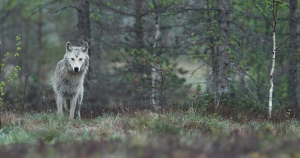 wildernis zonder